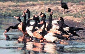 Magpie geese on floodplains in the Northern Territory