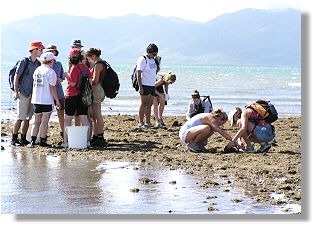 Studying the intertidal zone