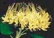 Native Golden Bouquet (Deplanchea tetraphylla)