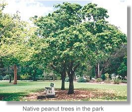 Native peanut trees in the park
