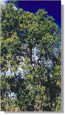 Corymbia Clarksoniana Woodland