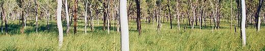 Open Eucalypt woodland