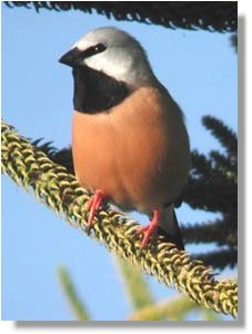 Black Throat Finch