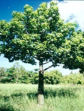 Cassine Australis