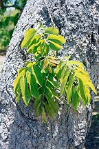 Canarium australianum Branch