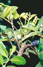 Canarium australianum Fruit