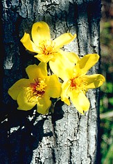 Cochlospermum gillivraei Flower