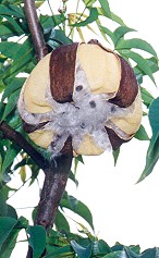 Cochlospermum gillivraei Fruit