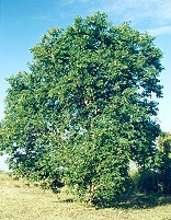 Cordia dichotoma Form