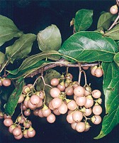 Cordia dichotoma Fruit