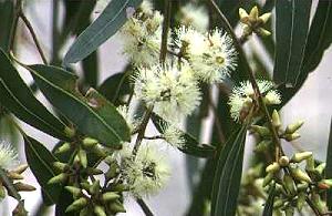 Eucalyptus tereticornis Branch