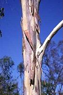 Eucalyptus tereticornis Trunk