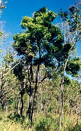 Euroschinus falcata Form