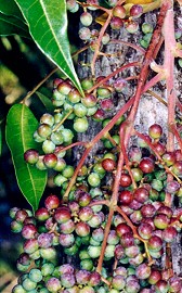 Euroschinus falcata Fruit