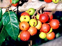 Ficus racemosa Fruit