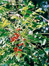 Ganophyllum falcatum Branch