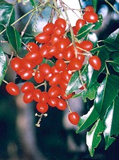 Ganophyllum falcatum Fruit