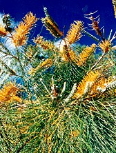 Grevillea pteridifolia Branch