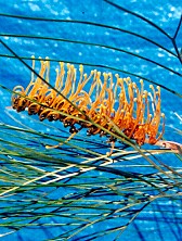 Grevillea pteridifolia Flower