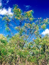 Grevillea pteridifolia Form