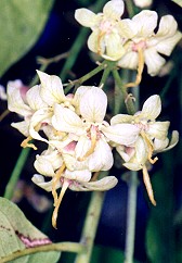 Harpullia pendula Flower