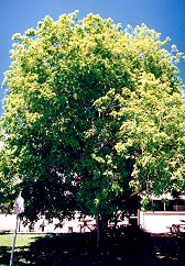 Harpullia pendula Form