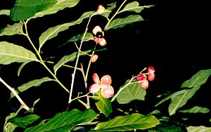 Harpullia pendula Fruit