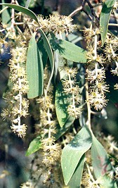 Melaleuca dealbata Flower