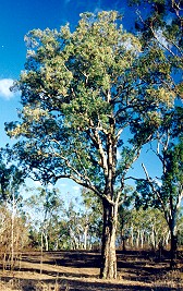 Melaleuca dealbata Form