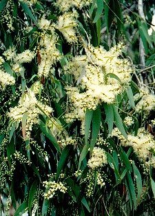 Melaleuca leucadendra Flower