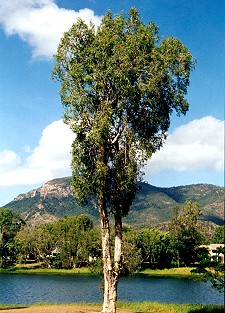 Melaleuca leucadendra Form