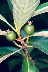 Timonius timon Fruit