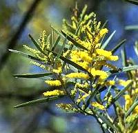 Acacia leptostachya Flower