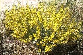 Acacia leptostachya Form