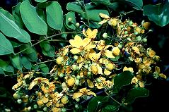 Cassia Flower