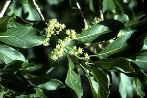 Litsea glutinosa Flower