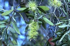 Melaleuca nervosa Flower 