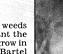 Townsville Bulletin, October 26, 1999