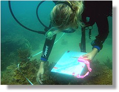 Monitoring the reef, Magnetic Island, Townsville