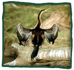 Darter (Anhinga melanogaster)