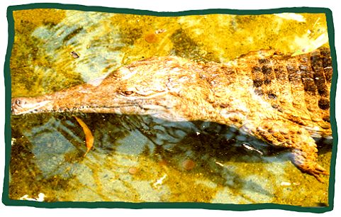 Freshwater crocodile (Crocodylus johnstoni)