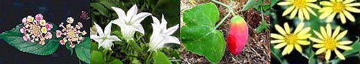 Weeds - Lantana, Ivy Gourd, and Singapore Daisy