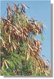 Leucaena (Leucaena leucocephala)